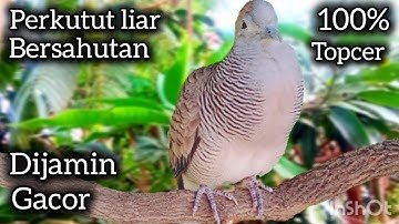 PERKUTUT LOKAL GACOR BERSAHUTAN DI ALAM 100% LEBIH AMPUH ATASI MALAS BUNYI. 