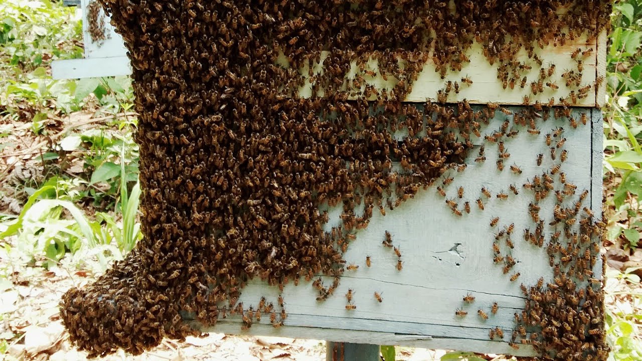 Como Ingressar Na Apicultura - Parte 06