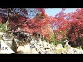 4kclimbing mount ooyama in tanzawa  autumn foliage walk