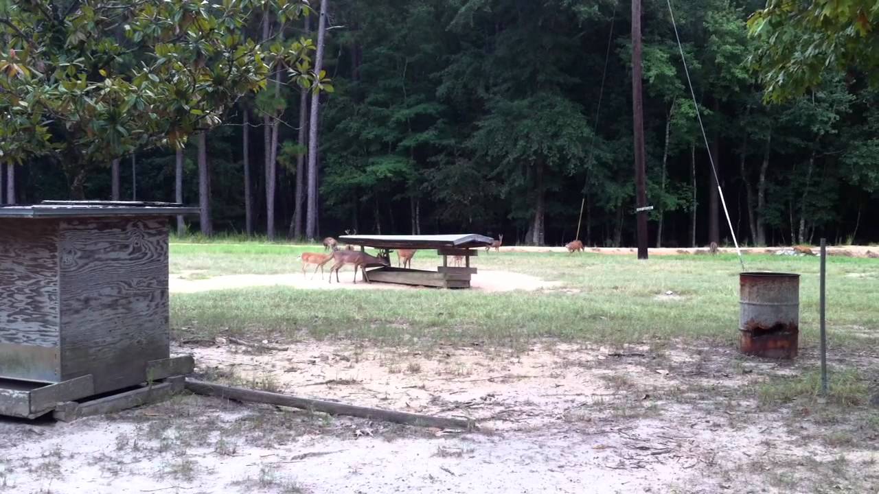 LAND FOR SALE Deer feeding in front of camp YouTube