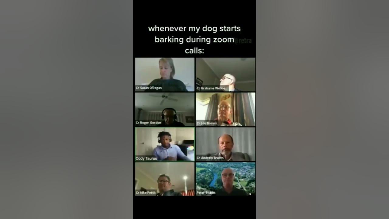 What to do when your dog barks on zoom meeting YouTube