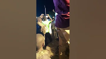 قدورة غبيش انس مالك ود الفوله والفنان شبارقة مصابك سميرك 