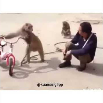 Viral!!!!! Monyet ngegas minta rokok..;)