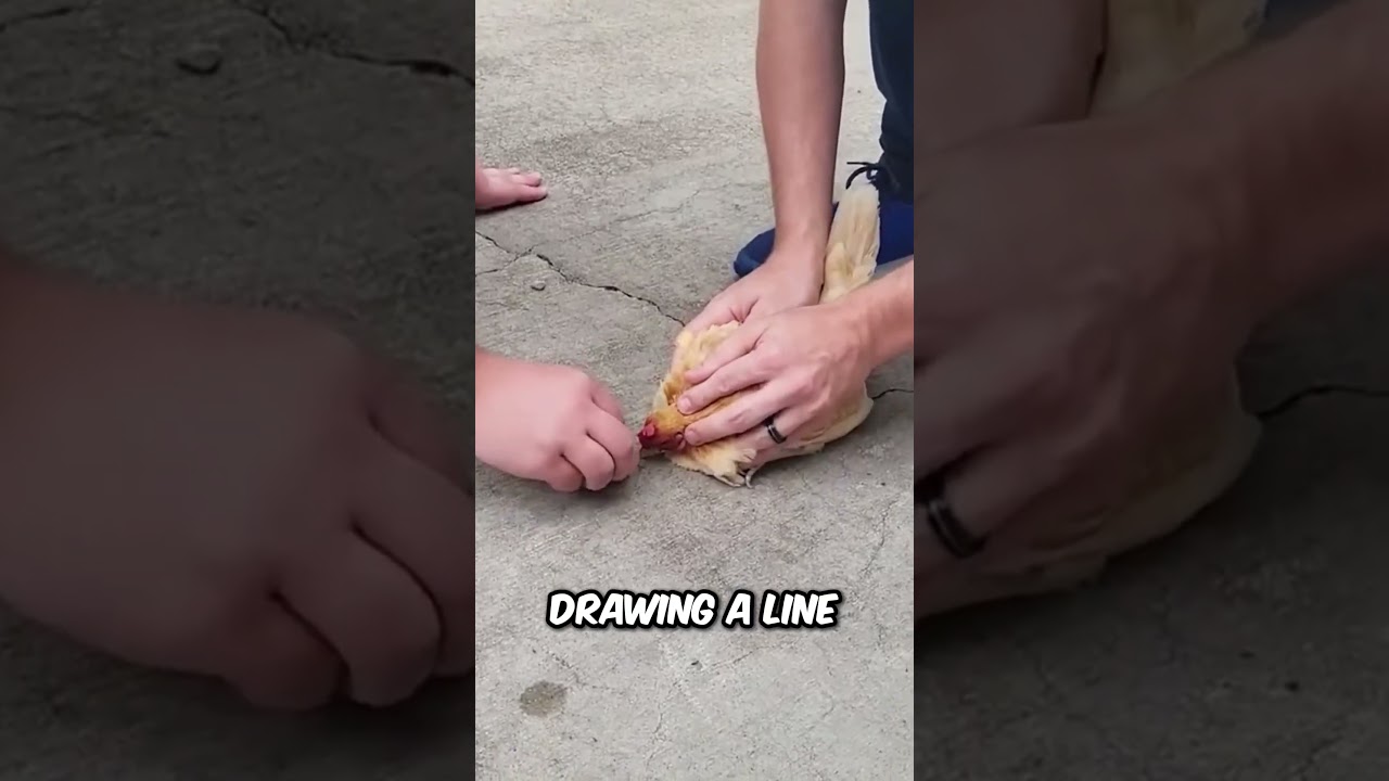 How to Hypnotize a Chicken Easily #shorts