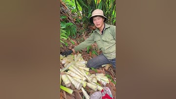 Một ngày đi bẻ măng nứa và hái piều lài ăn ở trên rừng #shorts