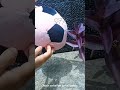 Rekomendasi boneka anak