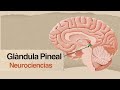La Glándula Pineal. Ciencia y Espíritu