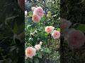 爬墙玫瑰系列 Climbing Roses | James Gawley Rose by David Austin 9 July 2025 #rose