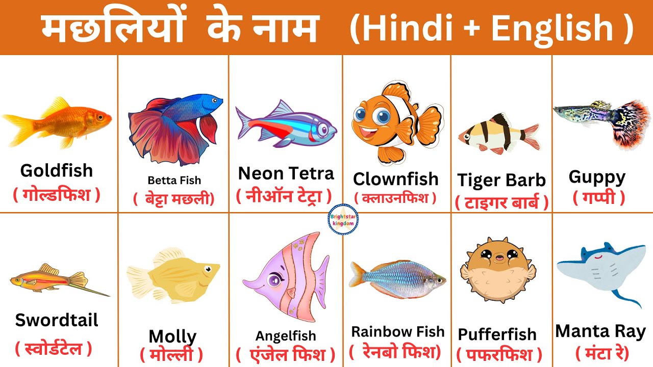 Types Of Fish Names In Hindi [2026]