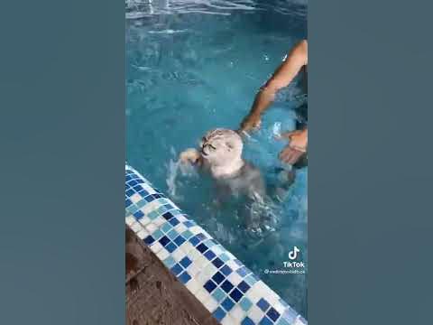 Лицо лицо лицо! - YouTube