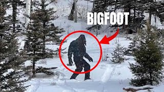 The Truth About Bigfoot Will Shock You