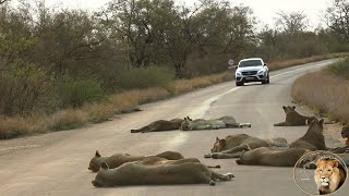 Lions Sleeping In The Road - Wake Up The Lock-down Is Over!
