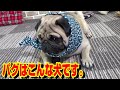 【パグの魅力】デリケートで、ツンデレで、天然! でも、意外とプライドが高い犬 うちのパグ『おまめ日記』