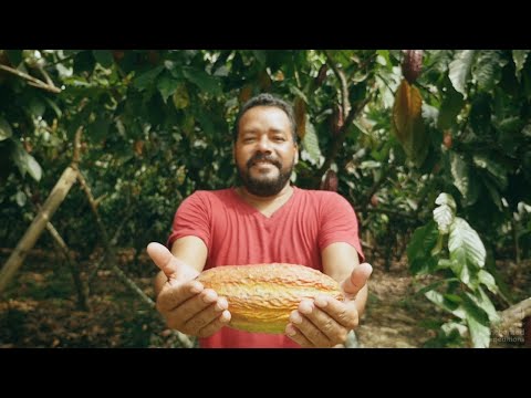 エクアドルのカカオ農場を訪ねる-農場から食卓まで、純粋なチョコレート豆からバーまでの食通体験