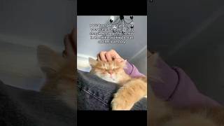 #ads #cat #allergyfree #catowners #kitten #catallergies #catmom #allergies
