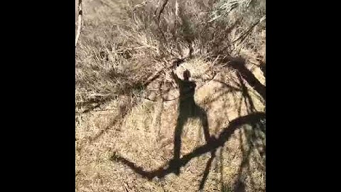 [Best Vines]Squash banana. Yes I did fall bc the branch I was holding broke lol