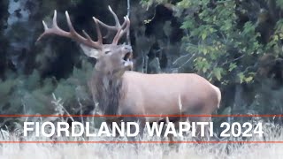 Fiordland Wapiti Madness! Best Deer Hunt Ever! Lower Glasnock 2024, Hunting NZ, Hunting New Zealand