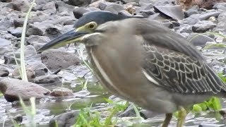 Se ekor Burung Bambangan Pemakan Ikan Air Tawar Sedang Mengincar Mangsa