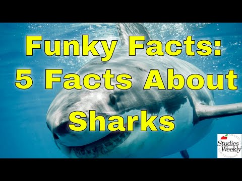 Funky Facts: Sharks