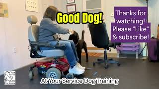 Check! Train Your Dog to Go AROUND Objects and Untangle Their Leash