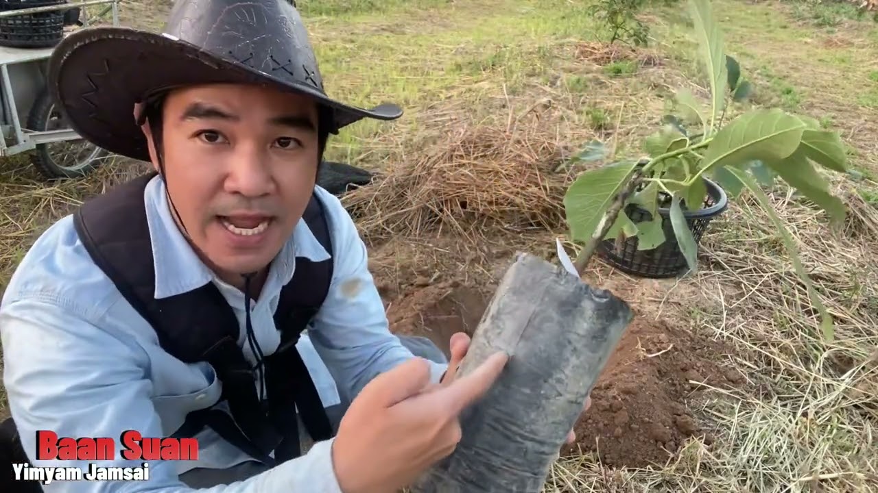 การปลูกต้นกล้าอะโวคาโด แบบง่ายๆตามแบบฉบับบ้านสวนยิ้มแย้มแจ่มใส