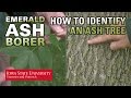 How to Identify an Ash Tree How to Identify an Ash Tree