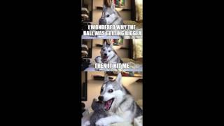 Dank Dog Puns And Memes Collection