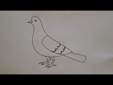 how to draw pigeon drawing easy step for - YouTube