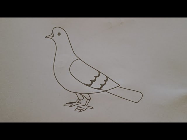 How to Draw a Pigeon (Cartoon) VIDEO & Step-by-Step Pictures | Cute pigeon,  Cartoon birds, Fox painting