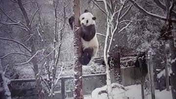 Panda Bei Bei