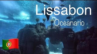 Oceanario Lissabon in 4K