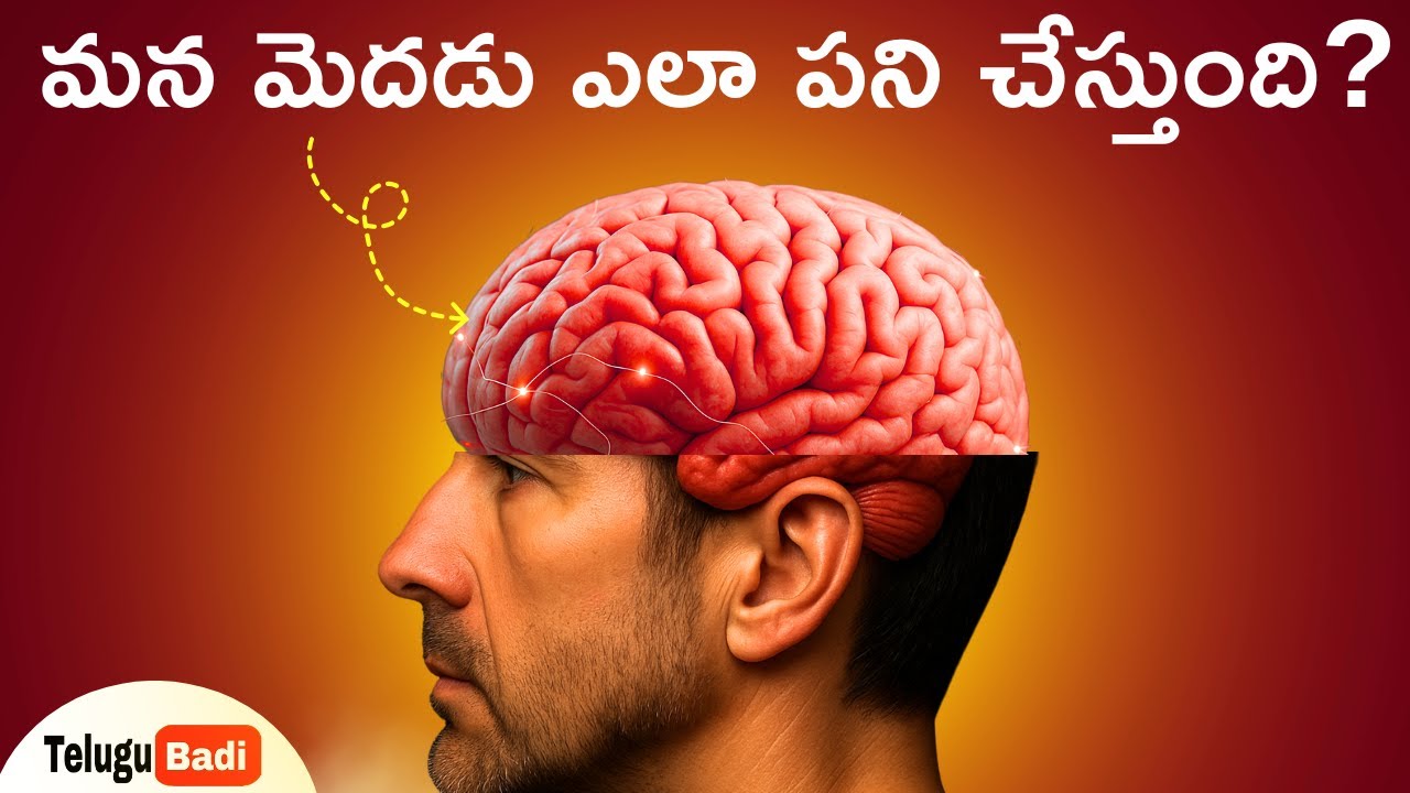 మన మెదడు ఎలా పనిచేస్తుందో తెలుసా | How the Human BRAIN Works in Telugu | Brain Power