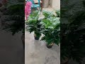 أشجار زينه صناعية متجر نبتي أشجار زينه صناعية متجر نبتي