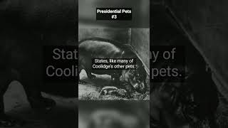 Calvin Coolidges Hippo | Presidential Pets No. 3