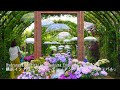 Competing hydrangeas and roses in the Yokohama English Garden!