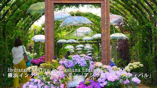 Competing hydrangeas and roses in the Yokohama English Garden! by Japan Travel Walk 160 views 46 minutes ago 23 minutes