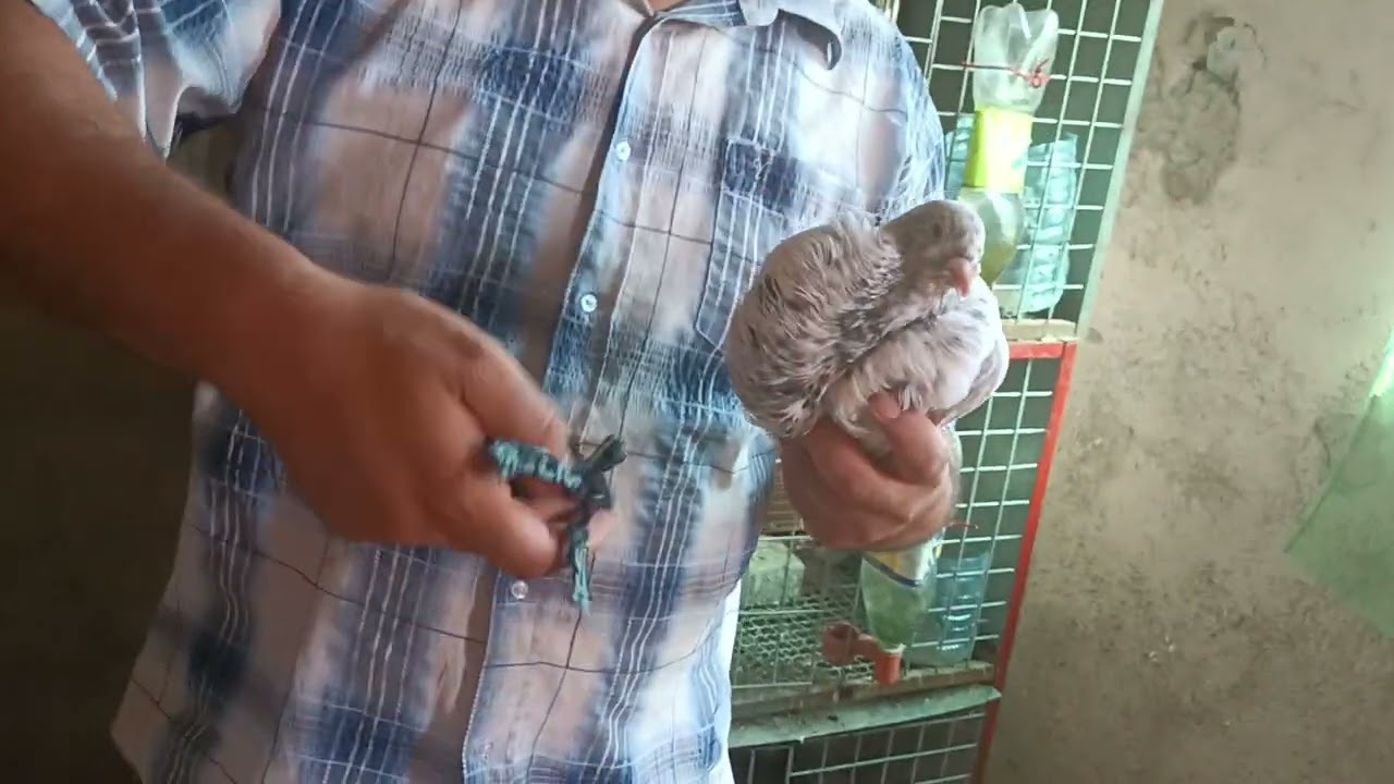 علاج تدلي الحوصلة عند الحمام فصل الصيف