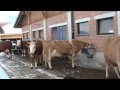 Las vacas suizas viven mejor que muchos seres humanos