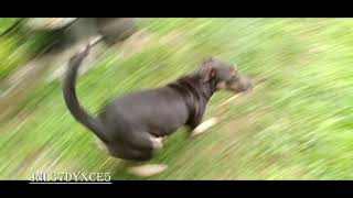 Happy dog || @BirdBath1 | @LIZARDEARTH
