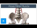 Psoas Minor Muscle Origin and Insertion - Human Anatomy | Kenhub