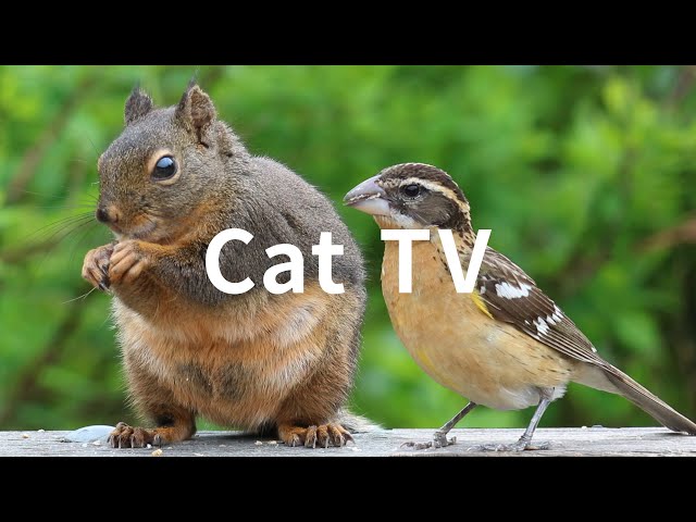 Cat TV: 6 Hours - Beautiful Birds, Squirrels, Nature sounds in Canadian Forest class=