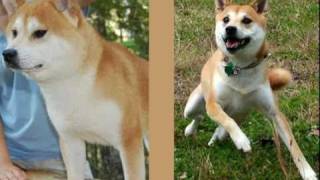The Shiba Inu: About the Breed