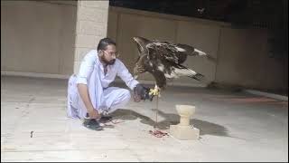 golden eagle fist call training/ good response of bird
