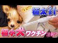 【チワワ】 極小犬と極太針…なぜ!?ワクチン注射?【ワクチン】