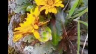 Conjunto Velille De Chumbivilcas: Voz Hermanas Valencia (Relojito Cadena De Plata)