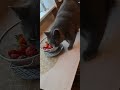 Кеша.Голодаю!!! Kesha. I'm starving!!!