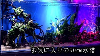 メンテナンス性とレイアウトの融合！？90㎝水槽紹介【コリドラスパンダ 