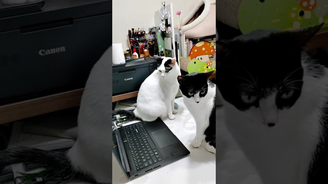 ［我的二貓］開開心心的日常｜