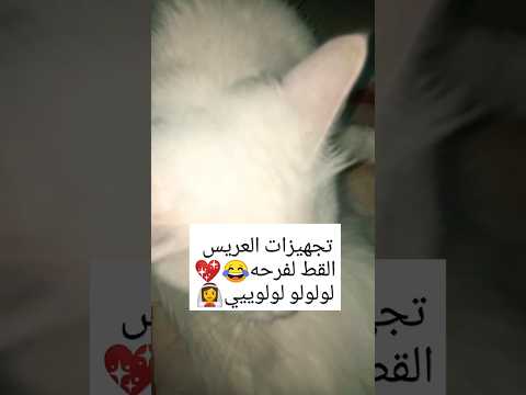 القط العريس بيجهز نفسه لفرحه لولولولويييي قطط مضحكة حيوانات مضحكه   