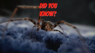 Mammoth Pest Control | Flagstaff #pestcontrol #flagstaff